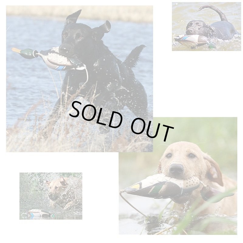 画像2: Avery イージーバード (2)