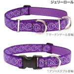 画像8: Lupine 2.5cm幅 マーチンゲール首輪 [メール便OK] (8)